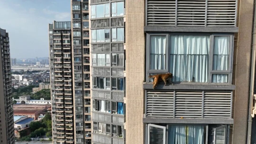 广西一“猴哥”在小区连住五天,在高楼间飞檐走壁,3个装满香蕉的诱捕笼均未诱其上当,至今仍在逃-图片1