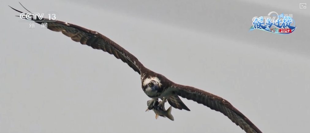 ✅体育直播🏆世界杯直播🏀NBA直播⚽清水荡碧波，候鸟舞翩跹！“数字+人工”多方位“保护网”逐步完善