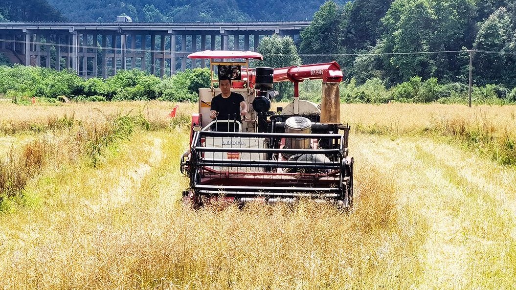 黔·行|油菜夏收机械化 农民尝到新甜头