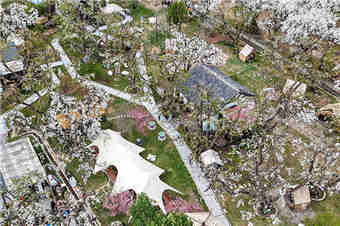 甘肃皋兰：万亩梨花绽放 农旅兴旺促振兴