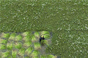 江苏海安：采收水芹菜