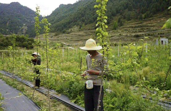 四川九龙县子耳乡：一颗苹果带富一方百姓