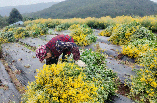 广元昭化：百亩药用野菊花进入采收季