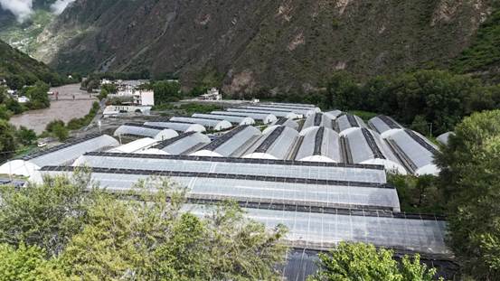品质拔尖订单稳定 四川丹巴高山错季蔬菜供不应求
