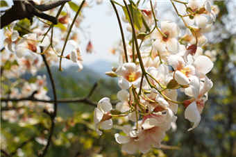 广西西林：万亩油桐花进入盛花期