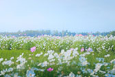 治愈！一半繁花一半田园