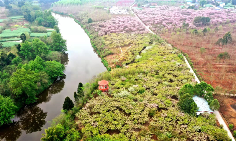 四川仁寿县:樱花满树开 带活乡村游