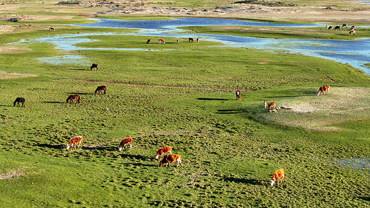 新疆阿勒泰：湿地牧歌