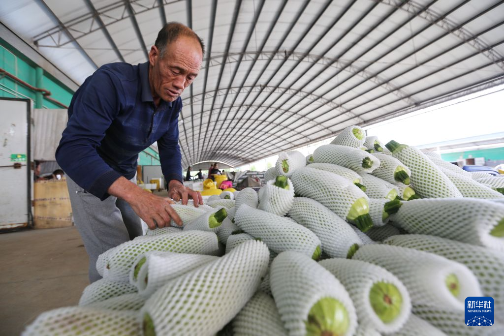 甘肃定西：高原夏菜新鲜上市