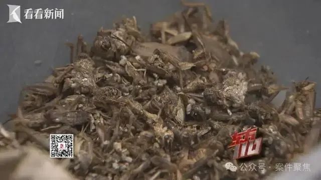 00后女子上海旅游两个月花费0元，衣食住行赖账全靠“薅羊毛”，上海警方：已抓获！插图5