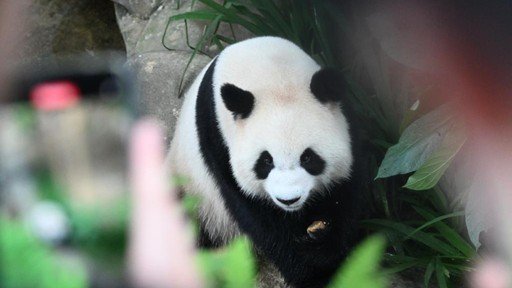 旅马大熊猫“辰星”“晓月”正式亮相