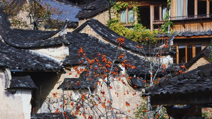 冬日里的宁德古村：红柿映古厝