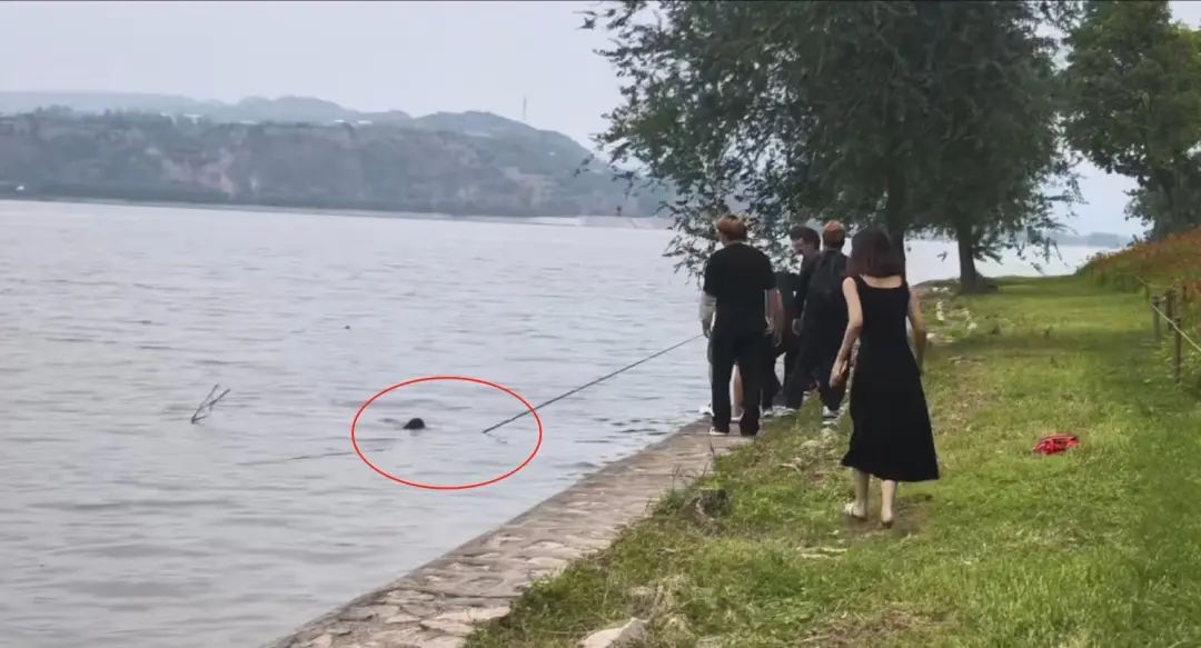 三门峡黄河岸边一对母子不慎落水，危急时刻钓鱼男子伸出鱼竿将其救起插图