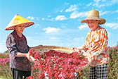 做大“花经济”
