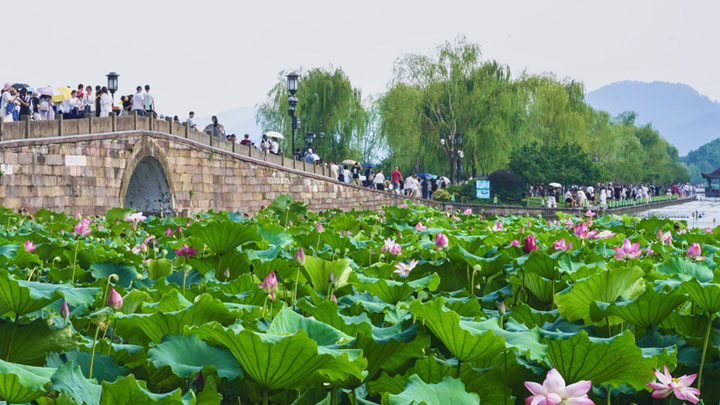 杭州：西湖荷花盛放迎客