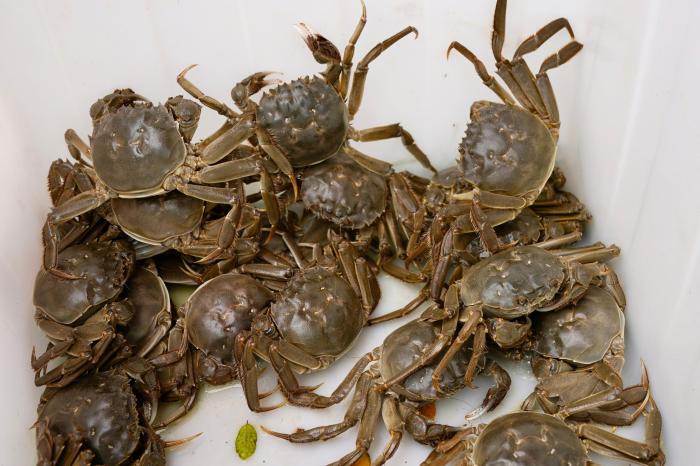 宁夏银川黄河大闸蟹开捕上市