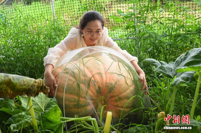7月24日，参观者试图拥抱巨型南瓜。近日，浙江宁波宁海一家农场培育出多个航天育种品种的巨型南瓜，最重达到300斤左右。管水红 摄