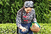 山东日照：有机茶受青睐