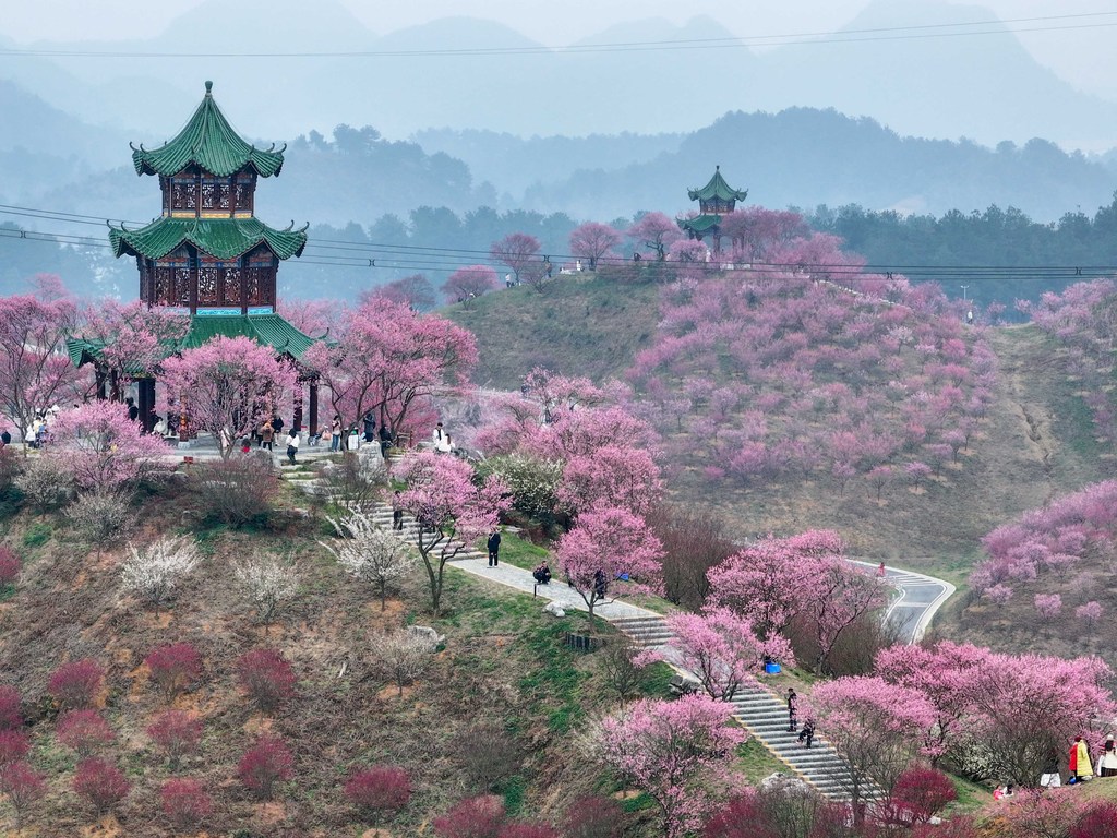 贵阳梅园开园迎客 万株梅花竞相绽放