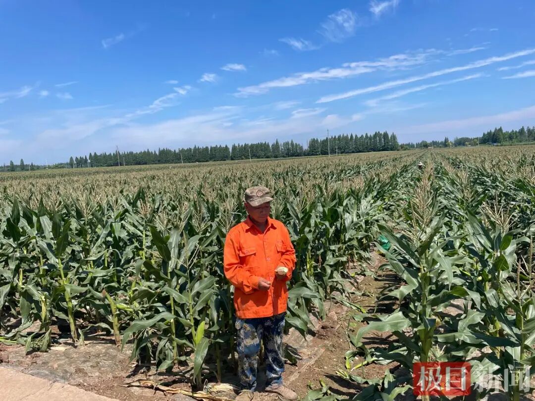 武汉百亩玉米从滞销到热销，农户：明天最后20亩也被订了，玉米已一路送到辽宁、山东、河南等地