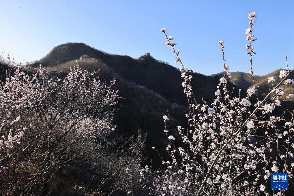 春到长城 山花烂漫