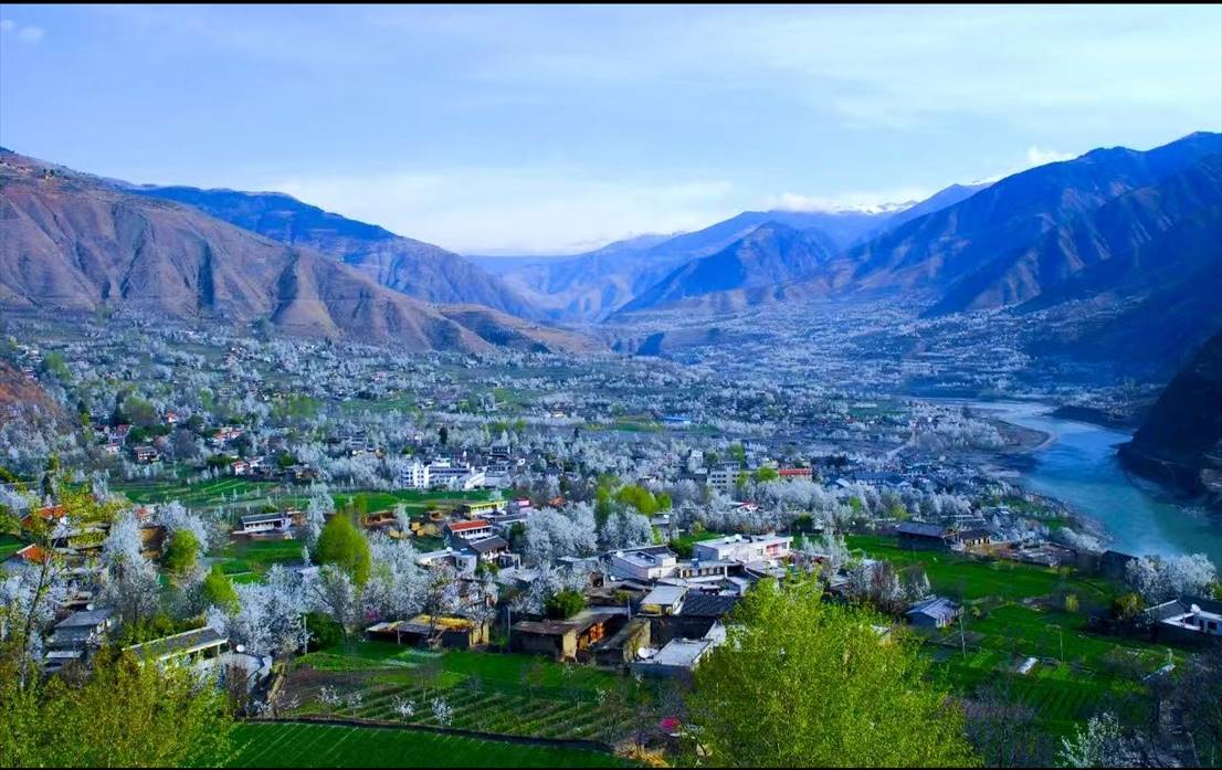 四川金川：全球最大规模原生态高海拔雪梨花正开