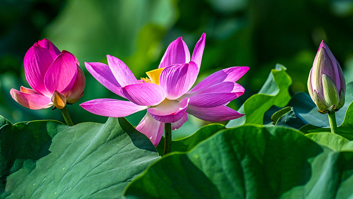 山西运城：荷花盛开别样美