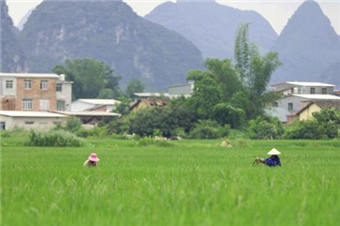 广西柳州：碧绿“稻海”养护忙