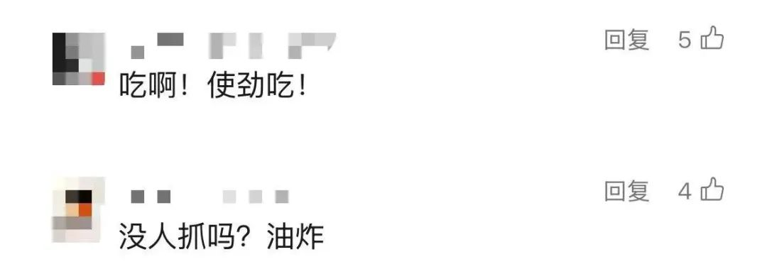 上海市民遭遇困扰：树上滴水，舔了才知道是尿！这物种今年明显增多？专家分析插图5