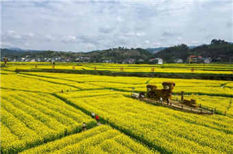 春日赏花季！湖南会同万亩油菜花田竞相绽放