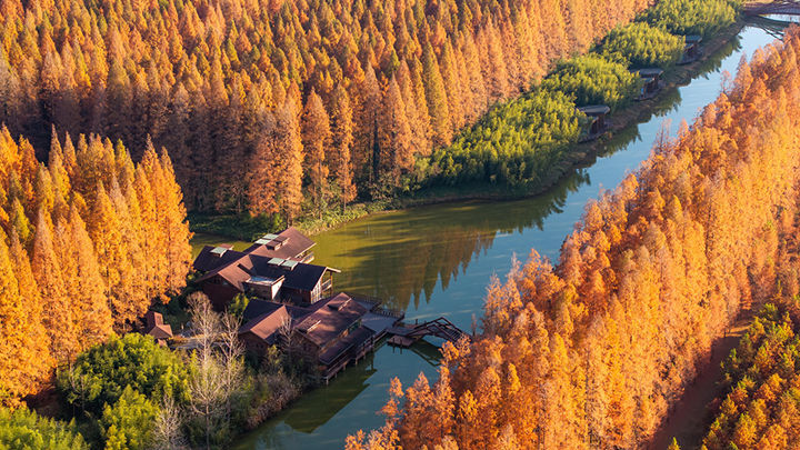 江苏盐城：黄海森林公园万亩水杉林进入最佳观赏期