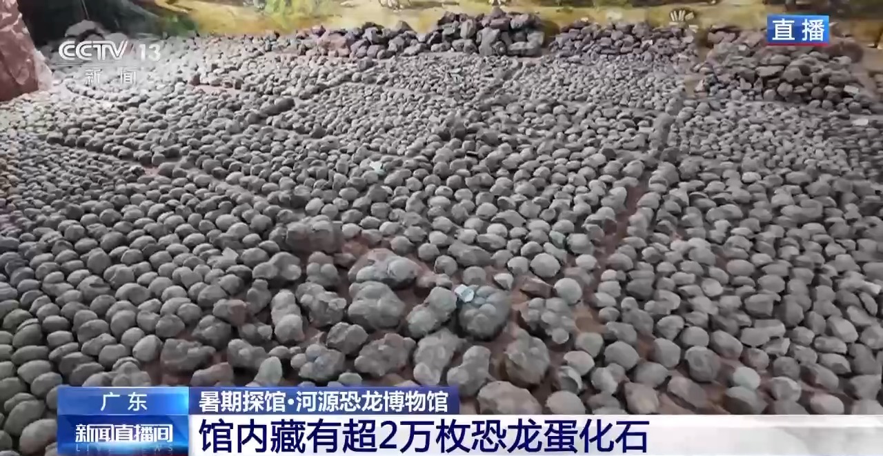 暑期博物馆四大推荐：恐龙蛋、角岛鲸、兵法简、深空展插图