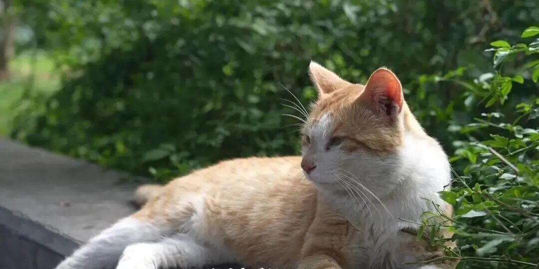 “多只小猫被挖眼砍断四肢”是AI软件生成文章,发布人被行政处罚-图片2