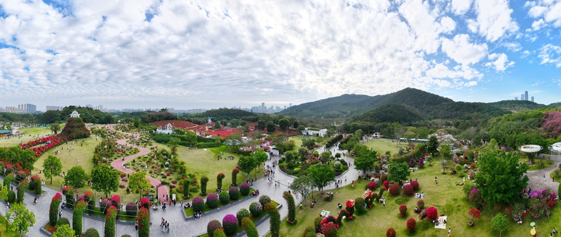 广西南宁：初冬赏花正当时