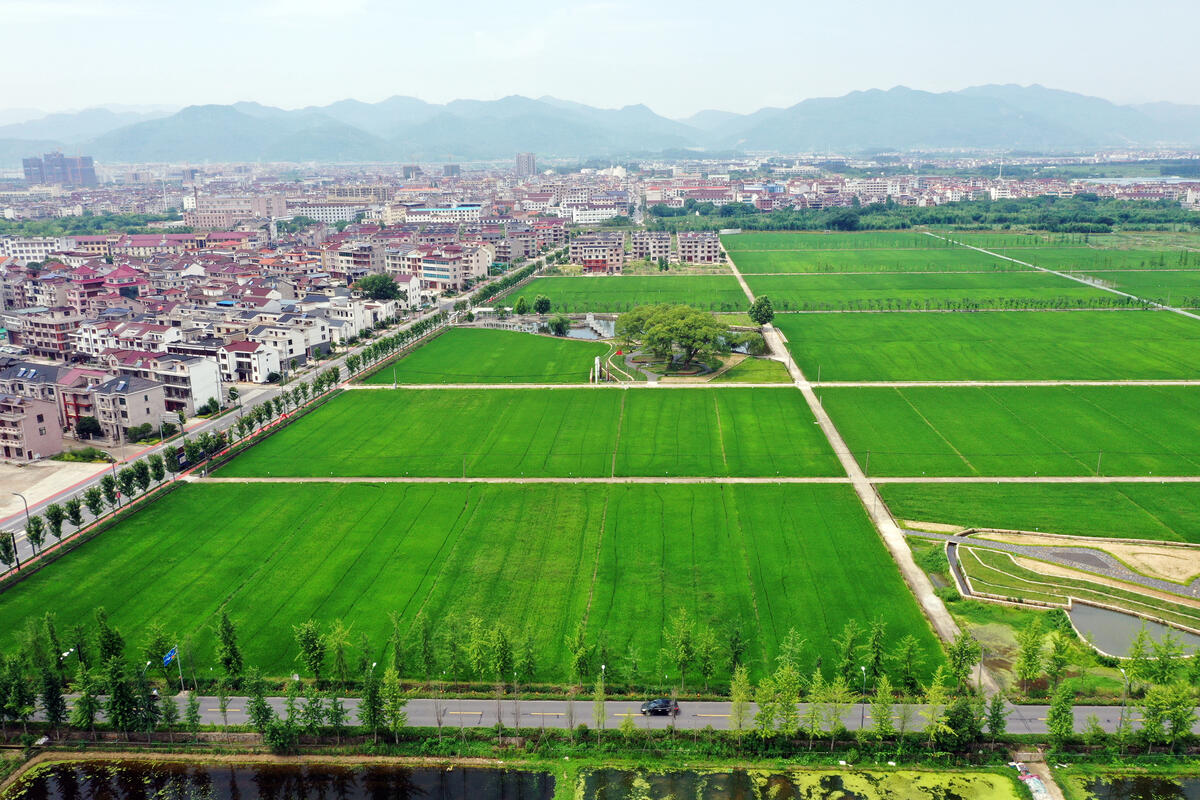 浙江东阳:新农村夏日美景