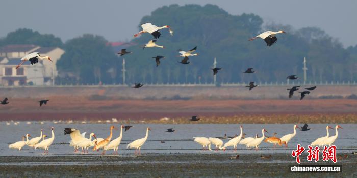 候鸟带来“生态流量”