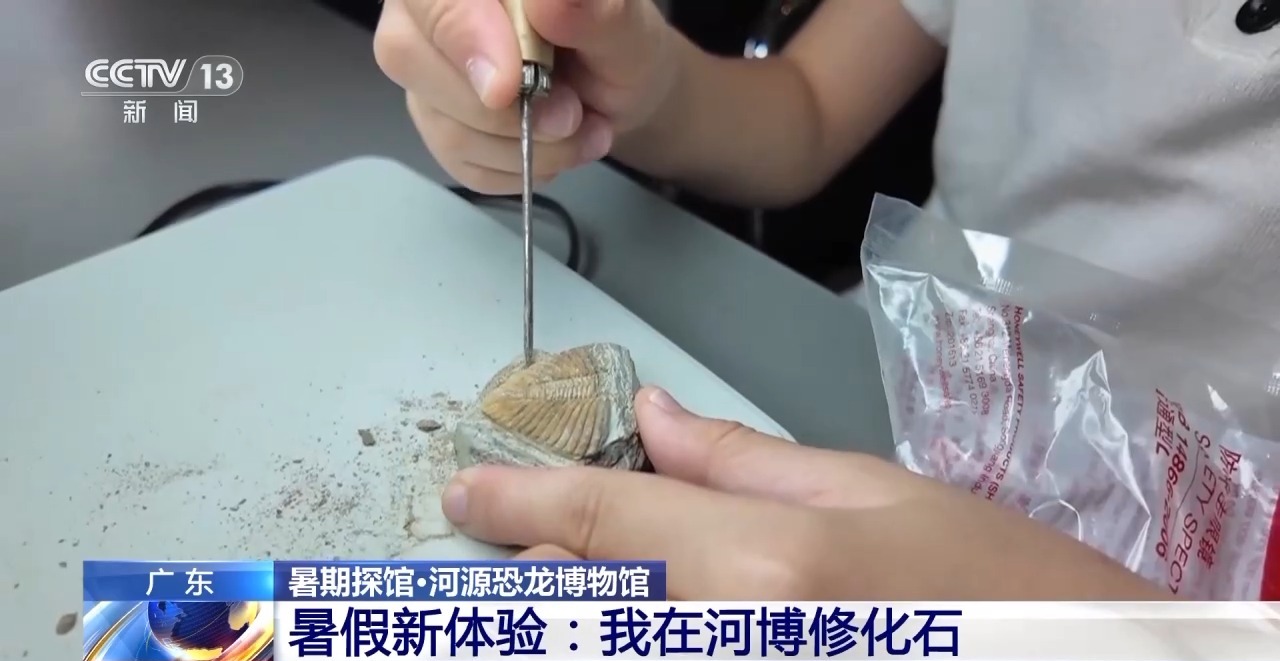 暑期博物馆四大推荐：恐龙蛋、角岛鲸、兵法简、深空展插图1