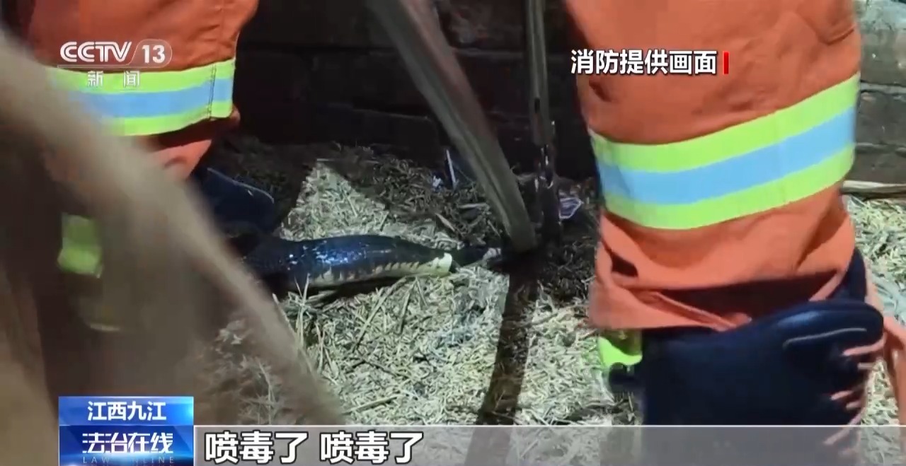 夏季“蛇咬伤”频发 这些常见操作可致截肢！医生提醒插图