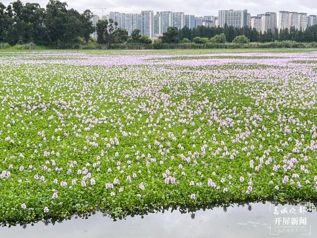 啥？！昆明市民纷纷拍照打卡的这片花海，竟是恶性入侵物种插图1