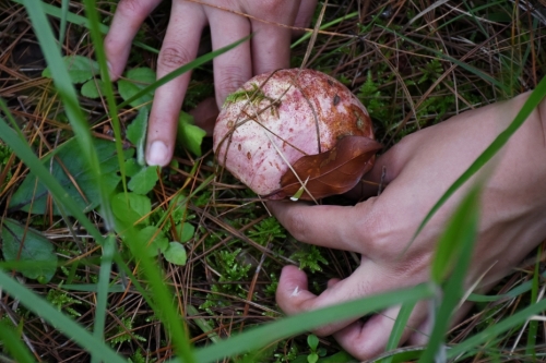 村民家门口端上“菌饭碗”