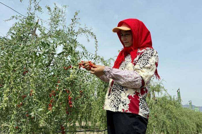 宁夏2026年头茬枸杞全面开园采摘
