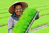 安徽休宁：初夏育秧忙