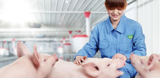 佳康时代怎么样品质消费时代到来，高端猪肉受消费者欢迎_https://www.jmylbn.com_新闻资讯_第5张