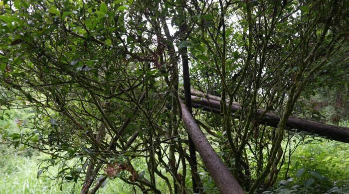 一片茶叶润民生