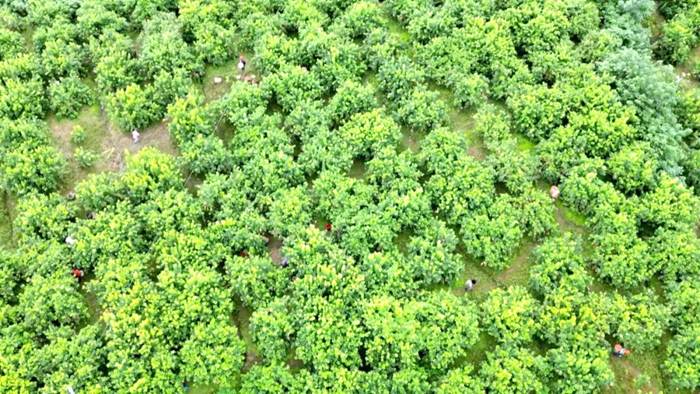 皮薄汁多果型佳 四川渠县2万亩尤力克柠檬丰产又畅销