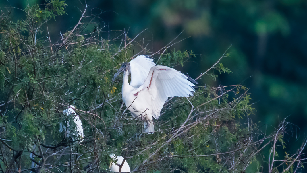 ✅体育直播🏆世界杯直播🏀NBA直播⚽国家一级重点保护野生动物黑头白鹮首次现身德宏瑞丽