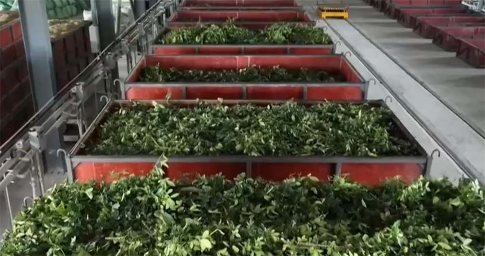 良機良法“智”繪夏播圖科技為秋糧“豐”景打好基礎插秧