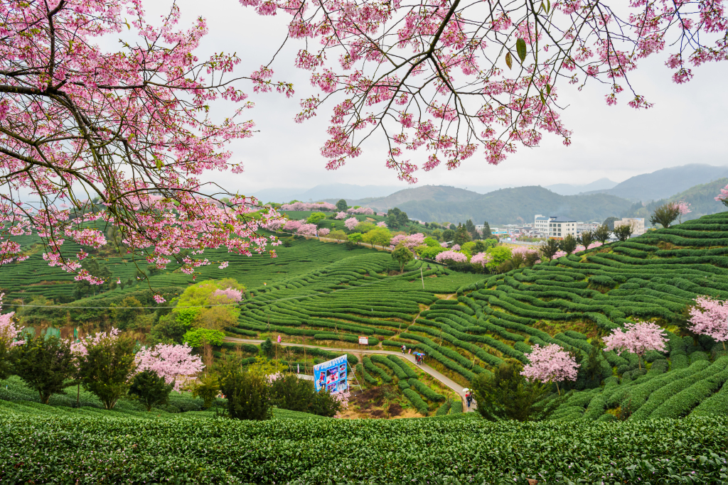 福建茶园樱花图片