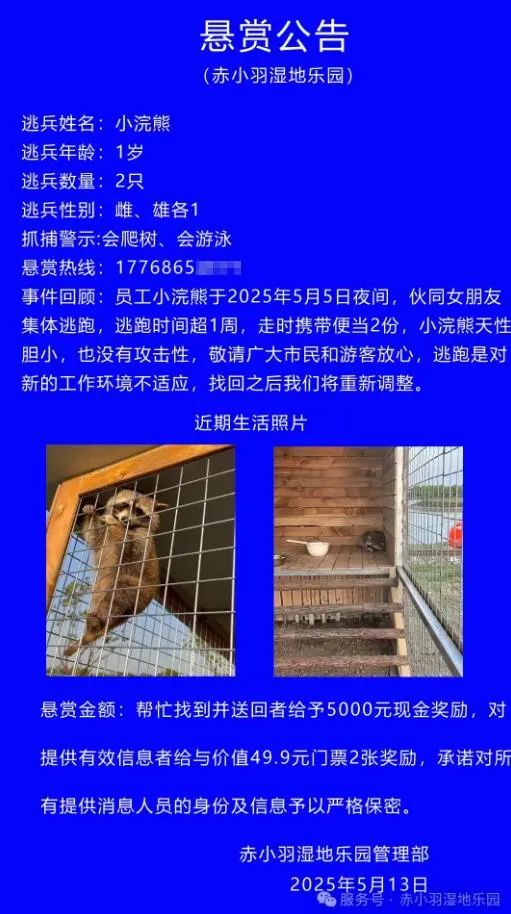 镇江小浣熊“情侣”出逃50多天，一只发生车祸被抓回，另一只仍在搜寻插图