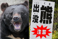 因日本“熊伤人情况极为严重”英政府发旅行警告